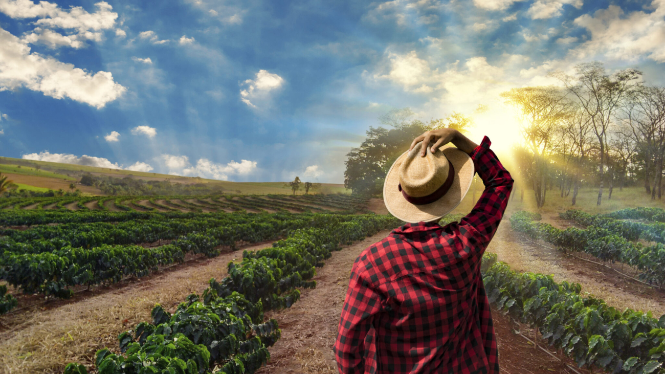 Farmer,Working,On,Coffee,Field,At,Sunset,Outdoor