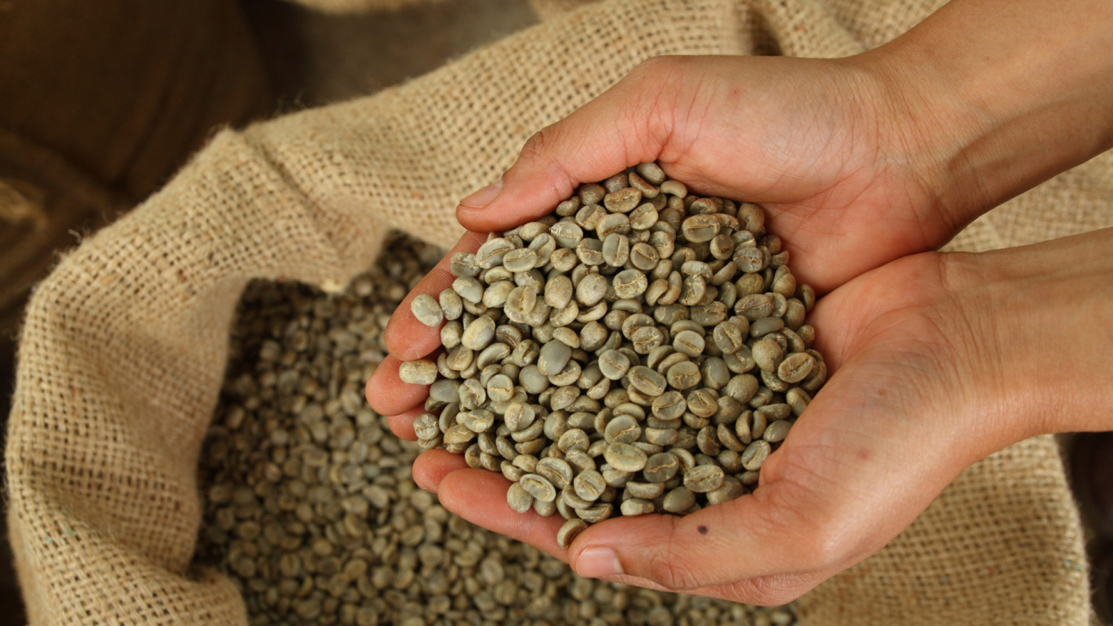 Green,Unroasted,Coffee,Beans,On,Hand